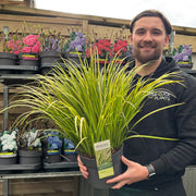 Acorus gramineus 'Ogon' 3L -