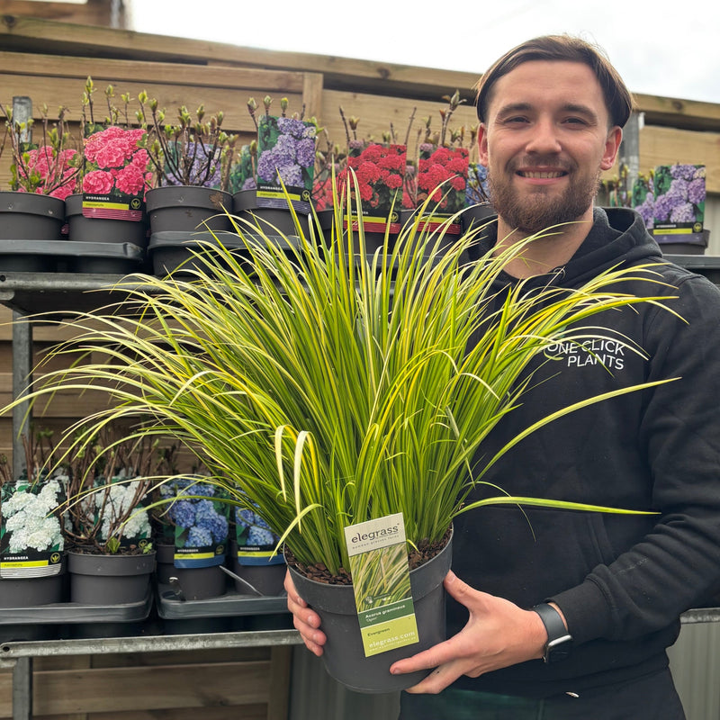 Acorus gramineus 'Ogon' 3L -