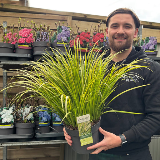 Acorus gramineus 'Ogon' 3L -