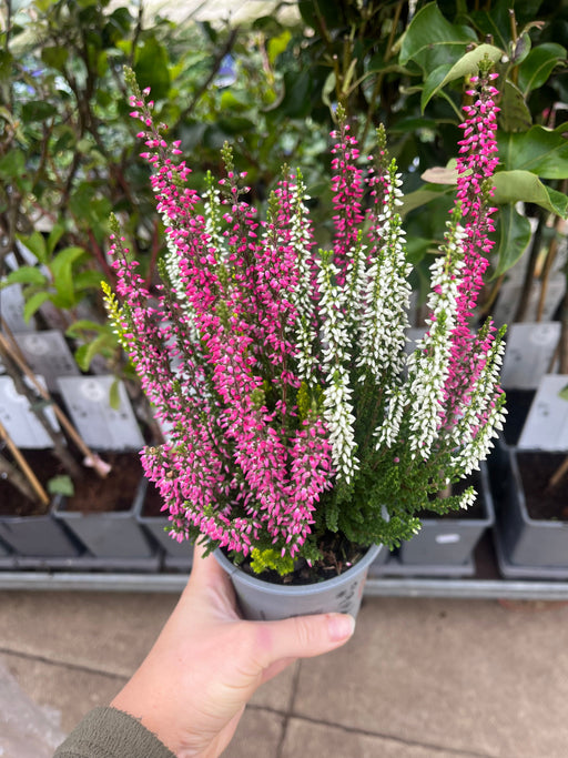 Calluna Heather Trio 9cm -