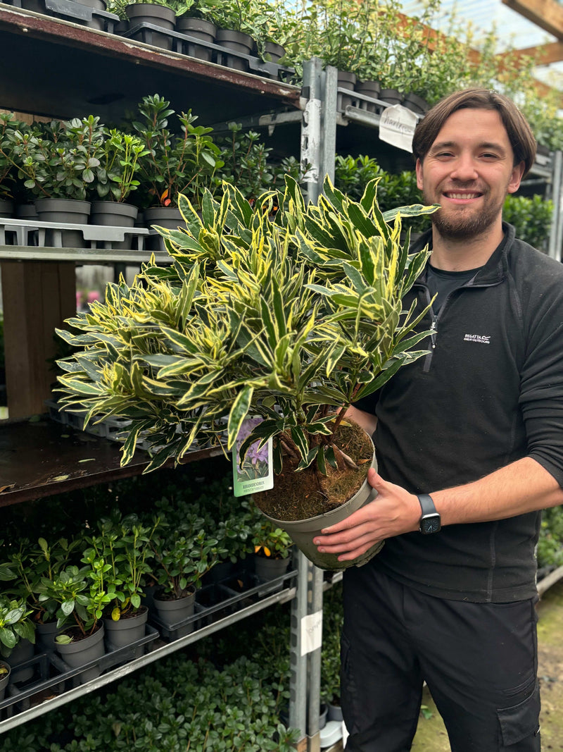 Rhododendron ponticum ‘Variegata’ 5L -