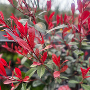 Photinia 'Carre Rouge' 80-90cm (5L) -