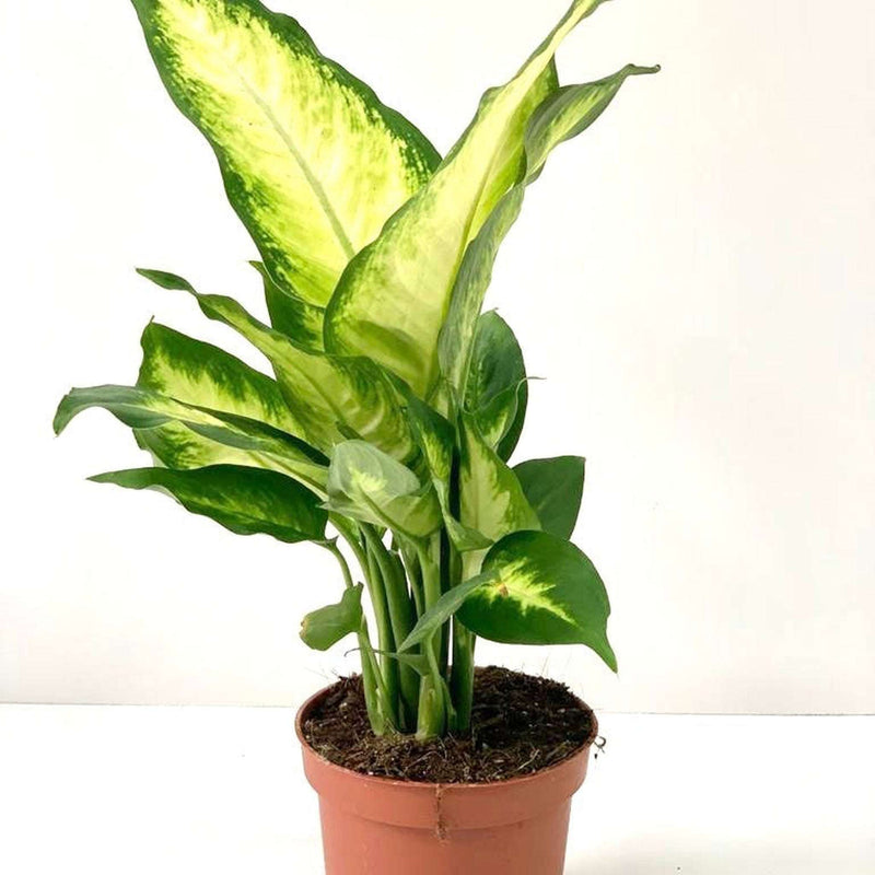Dieffenbachia Camilla 30-35cm