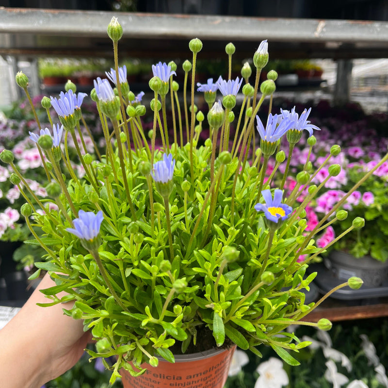 Felicia amelloides 1.5L -