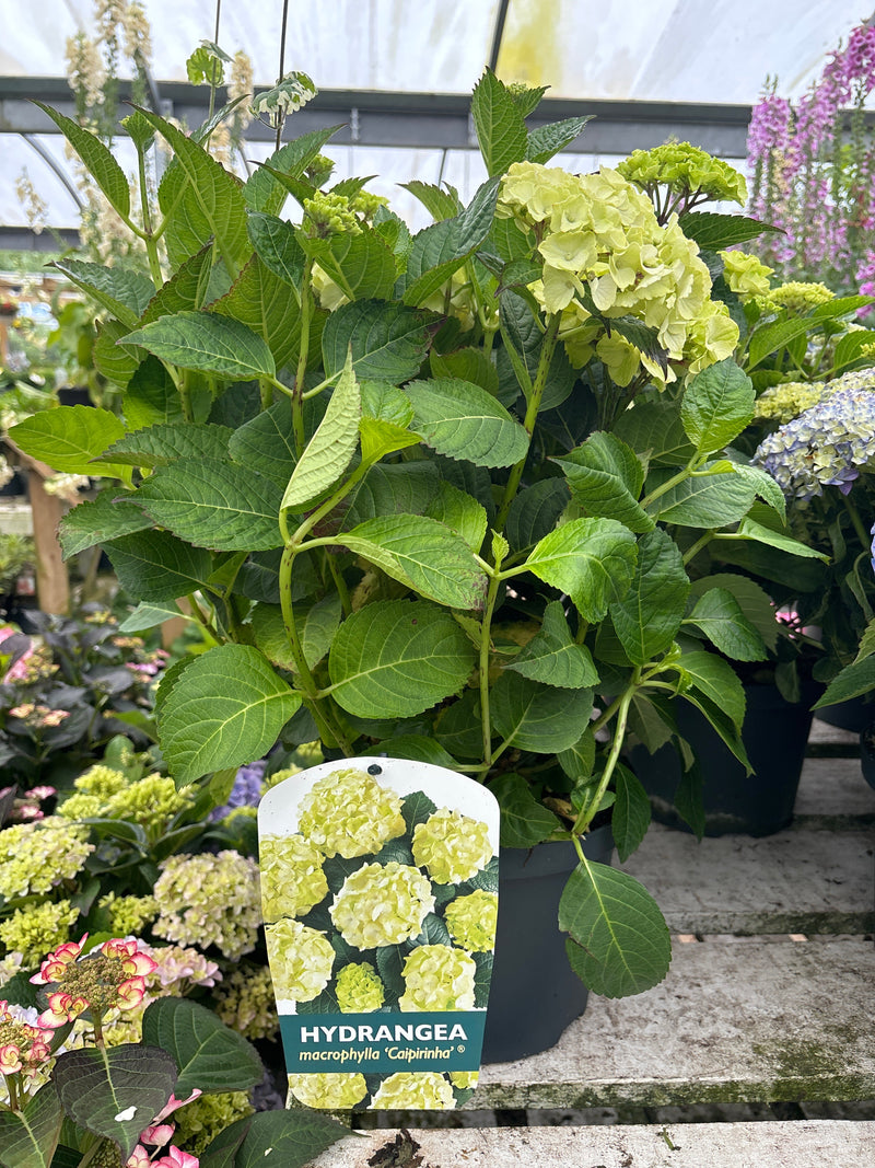 Hydrangea macrophylla 'Caipirinha' 5L -