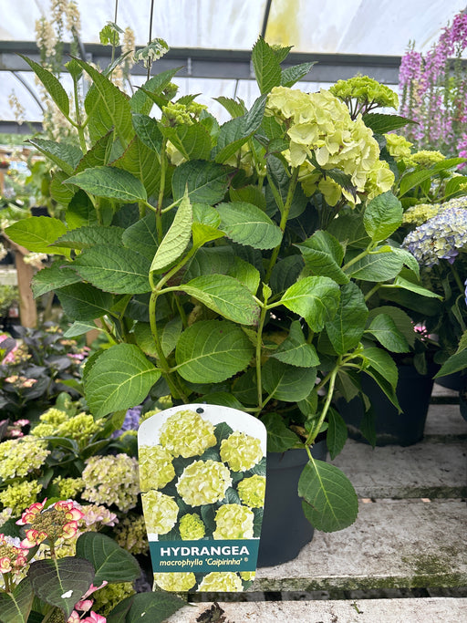 Hydrangea macrophylla 'Caipirinha' 5L -