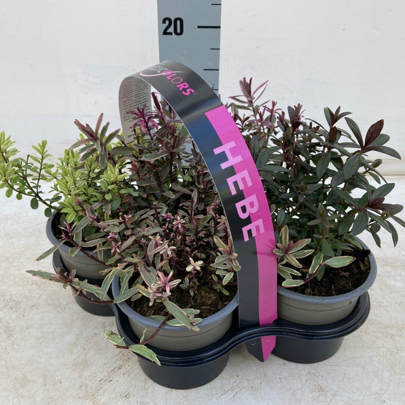 Hebe Mix of 4 Plants (4 x 12cm Pots) -