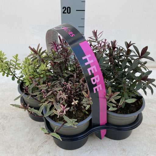 Hebe Mix of 4 Plants (4 x 12cm Pots) -