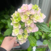 Hydrangea 'Together' 9cm -