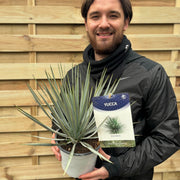Yucca rostrata 'Blue Swan' 40-50cm 2L -