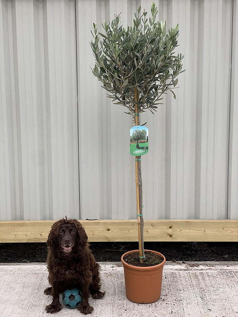 Olive Tree 160-170cm -