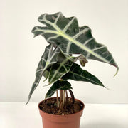 Alocasia (Elephant's Ear) 35-40cm -