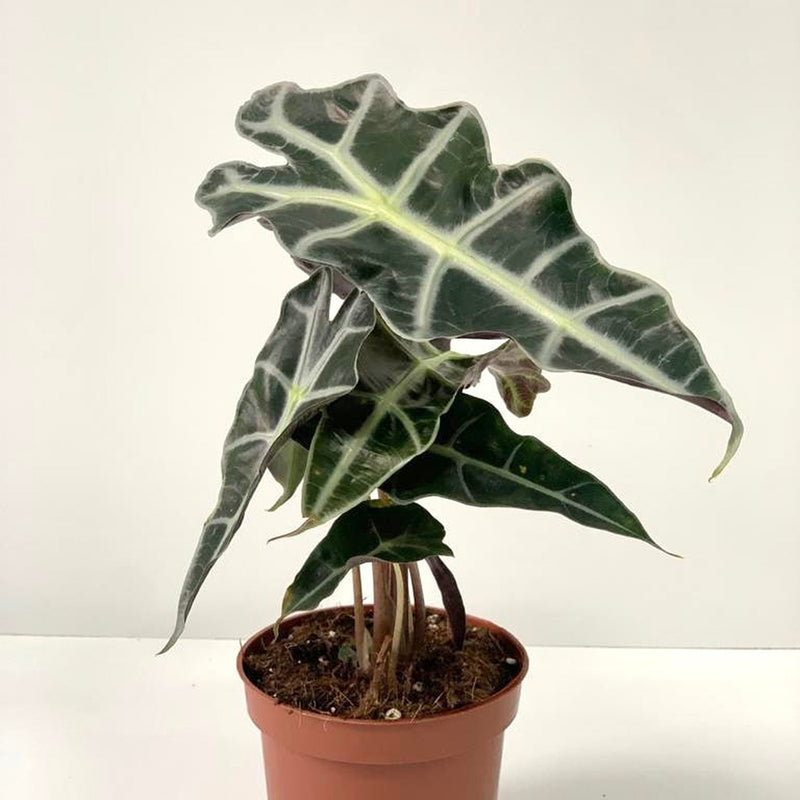 Alocasia (Elephant's Ear) 35-40cm -