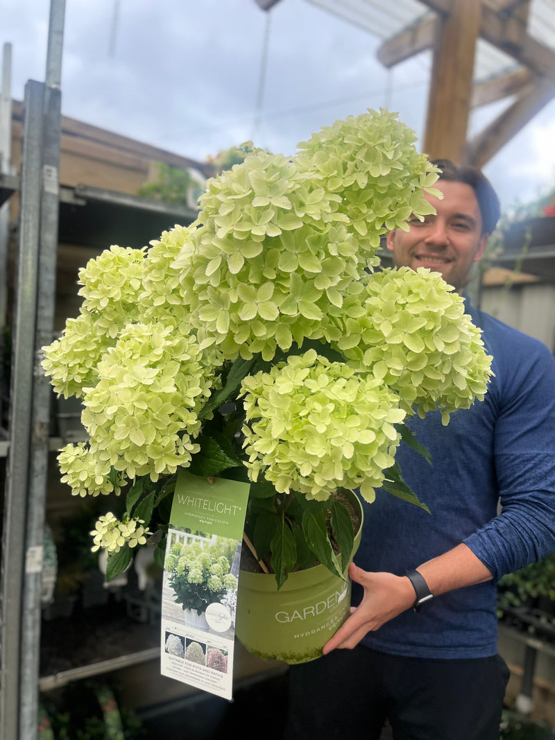 Hydrangea paniculata 'White Light' 2L / 5L / 7.5L -