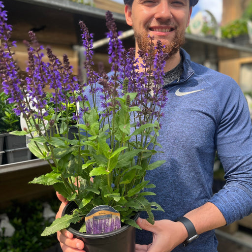 Salvia nemorosa Salute Deep Blue 2L -