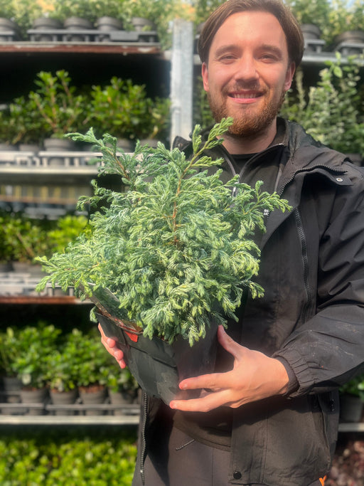 Chamaecyparis pisifera 'Boulevard' 2L -