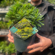 Euphorbia amygdaloides 'Red Wing' 3L -