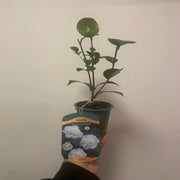 Camellia japonica 'Nobilissima' 9cm, 20-30cm height -