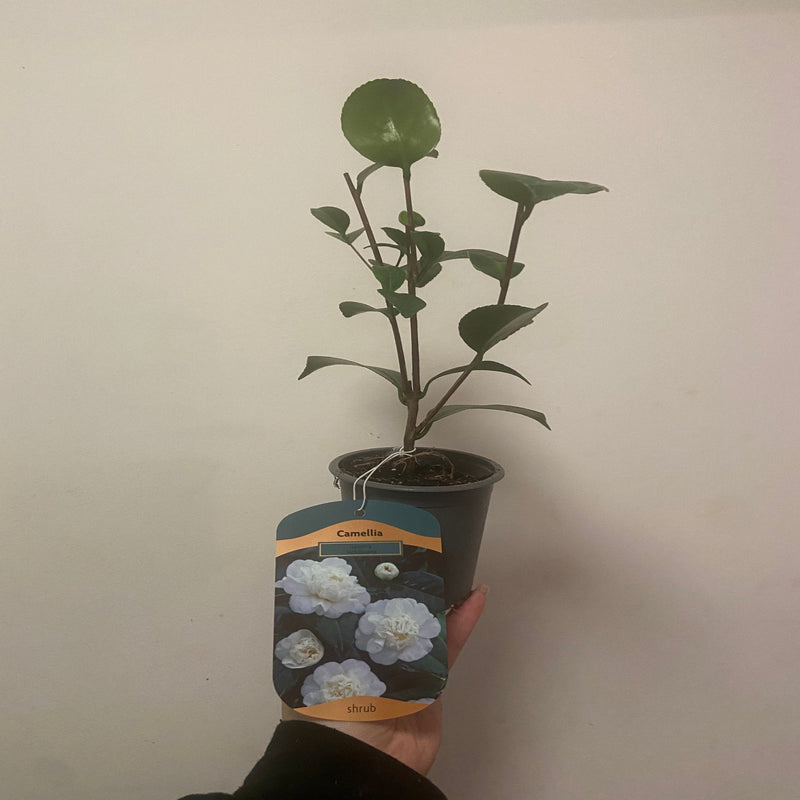 Camellia japonica 'Nobilissima' 9cm, 20-30cm height -