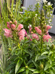 Antirrhinum (Snapdragon) Pink 3L -