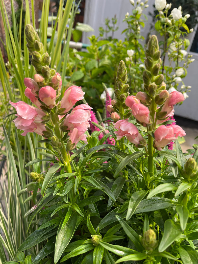 Antirrhinum (Snapdragon) Pink 3L -