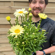 Leucanthemum 'Gelb' 3L -