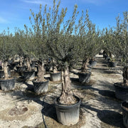 Olive Tree 110L Bonsai Specimen (Girth 40-60cm) 220-240cm Height - Home & Garden