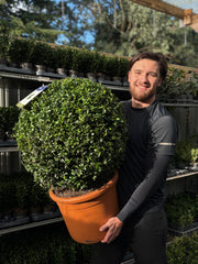 Buxus/Topiary Ball (Buxus sempervirens) -