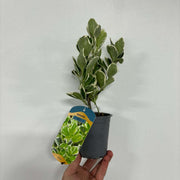 Euonymus japonicus ‘Kathy’ 9cm