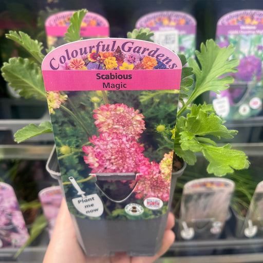 Scabious 'Magic' 9cm -