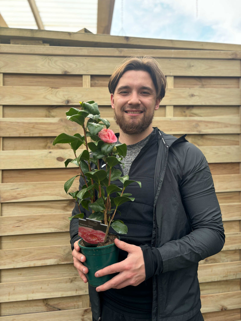 Camellia japonica 'Preston Rose' 40-50cm -