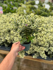 Variegated Hebe andersonii Katrina 1L/5L -