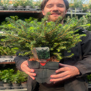 Picea omorika 'Karel' 2L -
