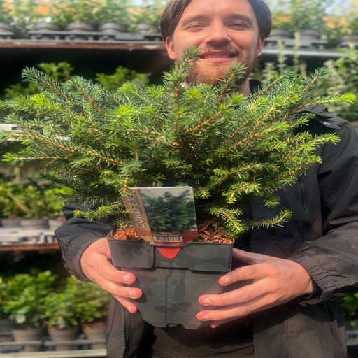 Picea omorika 'Karel' 2L -