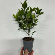 Euonymus japonica 'Himalaya' 9cm/2L/5L -