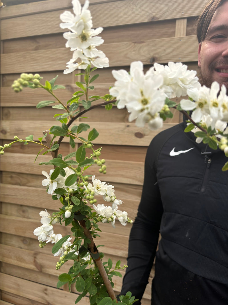 Exochorda × macrantha 'The Bride' 2L -