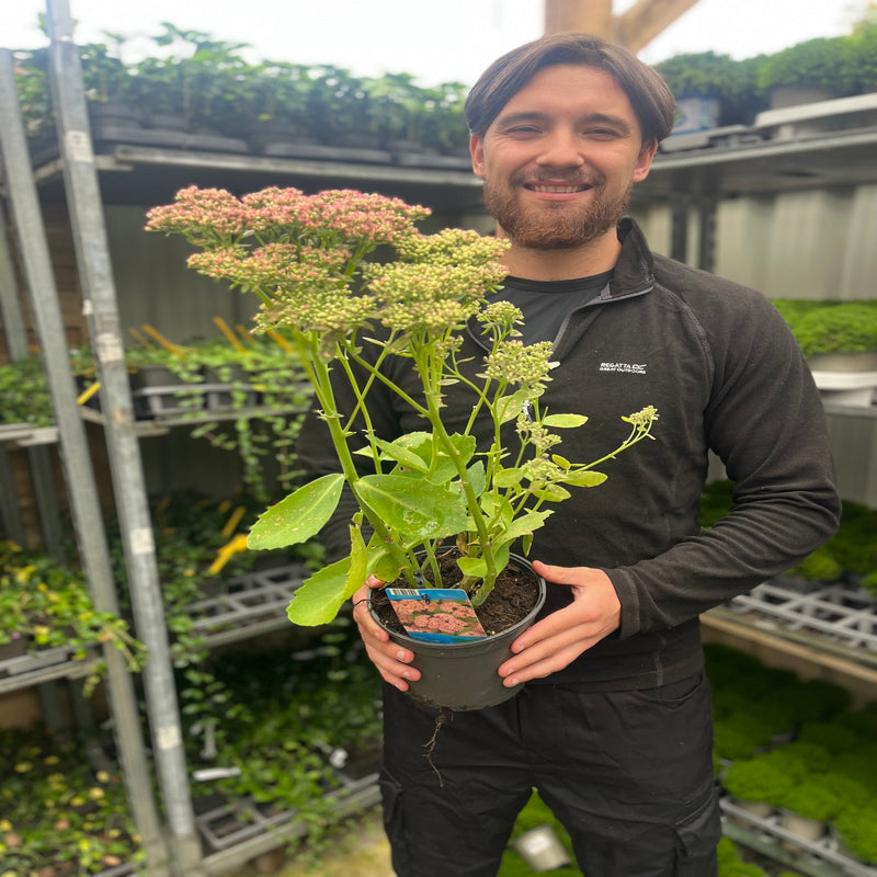 Sedum 'Herbstfreude' 2L -