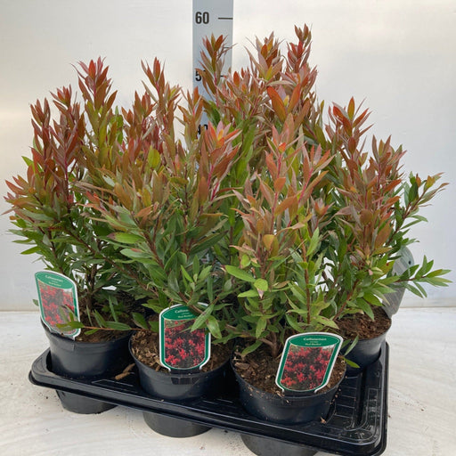 Callistemon 'Red Rocket' 2L -