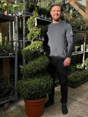Buxus Spiral | Buxus sempervirens Topiary | Box Spiral -