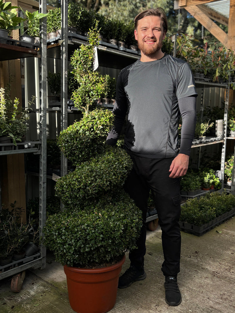 Buxus Spiral | Buxus sempervirens Topiary | Box Spiral -