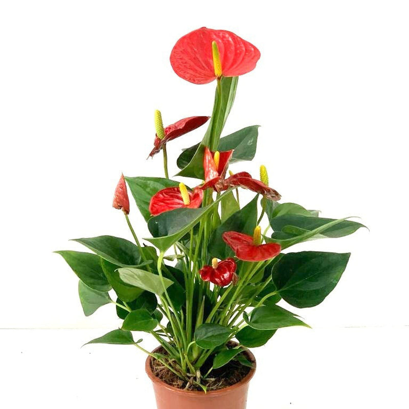 Anthurium - Red 40-50cm -