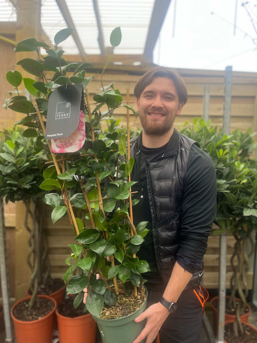 Camellia on frame 'Margaret Davis' 5L (100cm) -