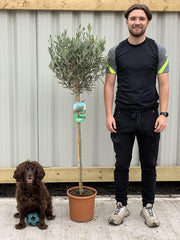 Olive Tree 160-170cm -