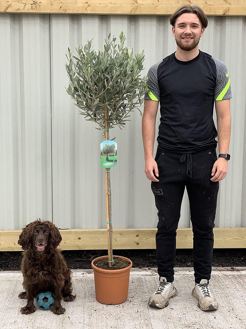 Olive Tree 160-170cm -