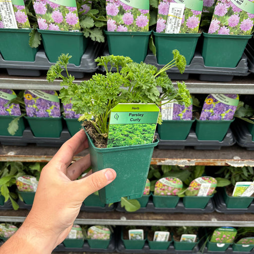 Curly Parsley (Herb) 9cm -