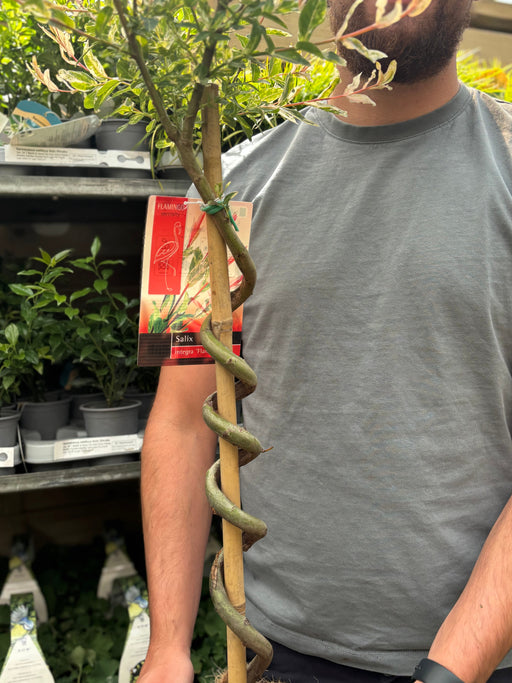 Salix intergra 'Hakuro - Nishiki' SPIRAL Flamingo Dwarf Willow Tree (80-90cm) -
