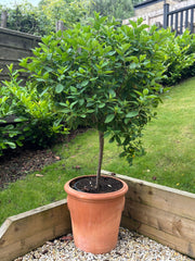 Hydrangea Limelight Tree in Terracotta Pot (150-180cm including the pot) -
