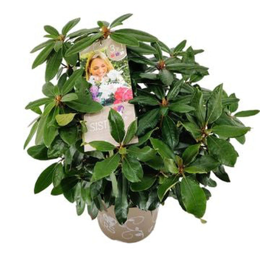 Rhododendron 'Three Sisters' 5L -