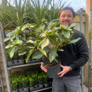 Rhododendron hybride 'Dr. A Schweitzer' 5L (60-70cm inc. pot) -