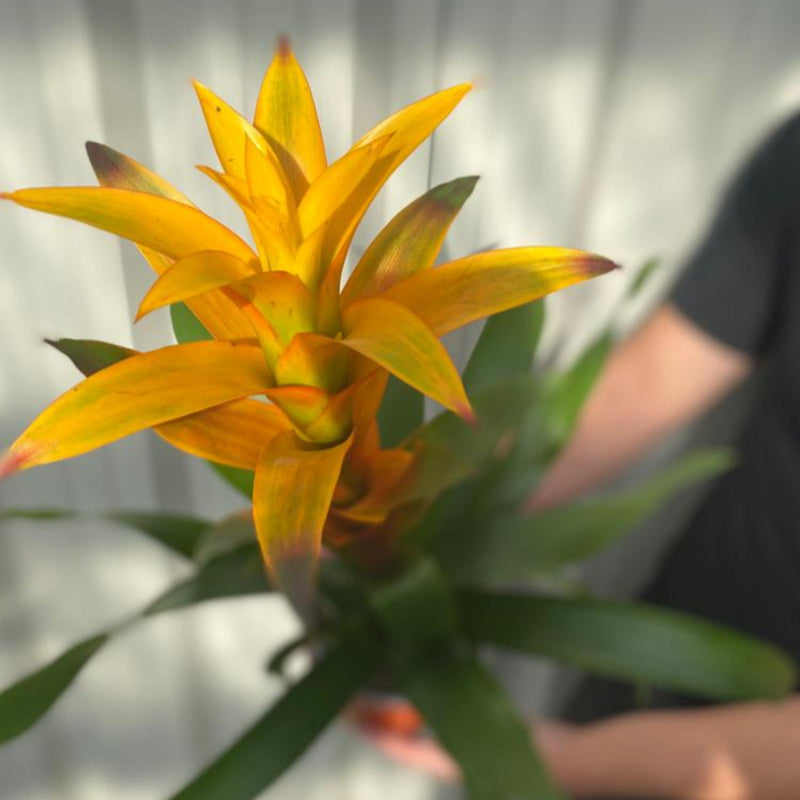 Guzmania amaretto - Yellow / Orange -